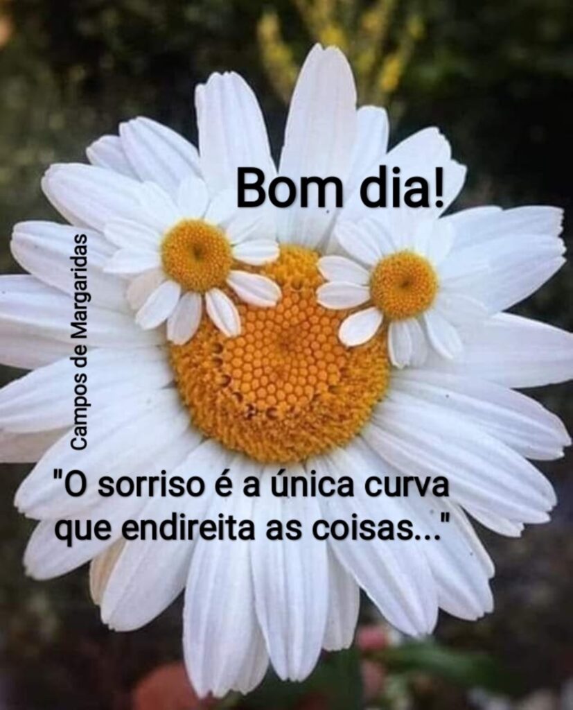 Bom Dia (Campos de Margaridas)