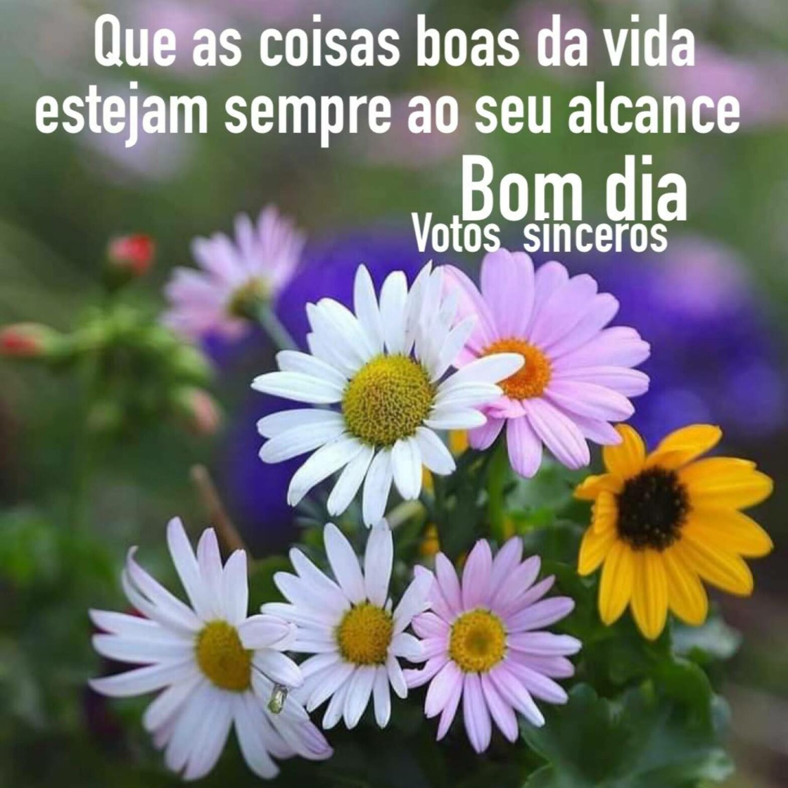 Frases E Imagens De Bom Dia Para Whatsapp 7365